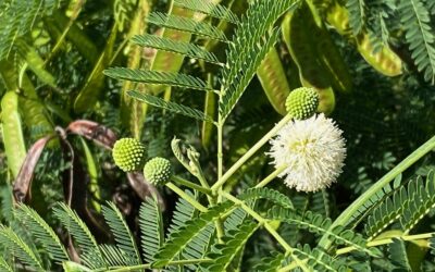 Erlaubst du dir, aufzuwachen?