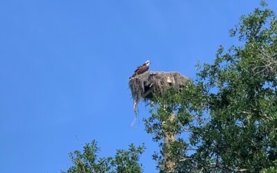 Zwischen Verdrängen und Hinsehen – bewusst Sein hilft