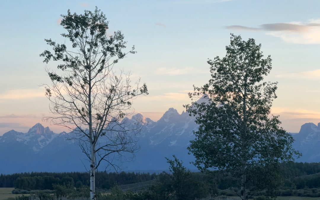 Zwei Bäume vor einer Berglandschaft in der Abenddämmerung mit weitem Blick in die Natur.